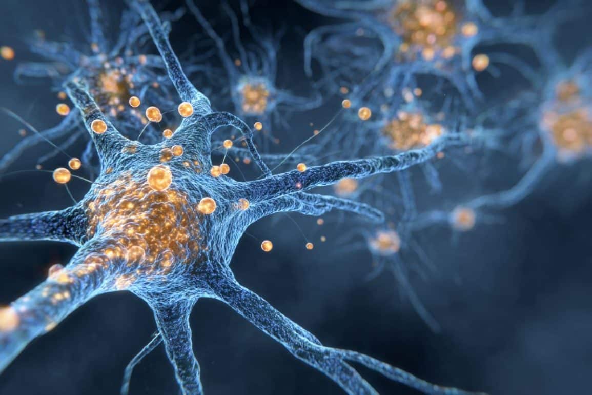 Immune Cells in the Brain Discovered to Control Puberty and Reproduction