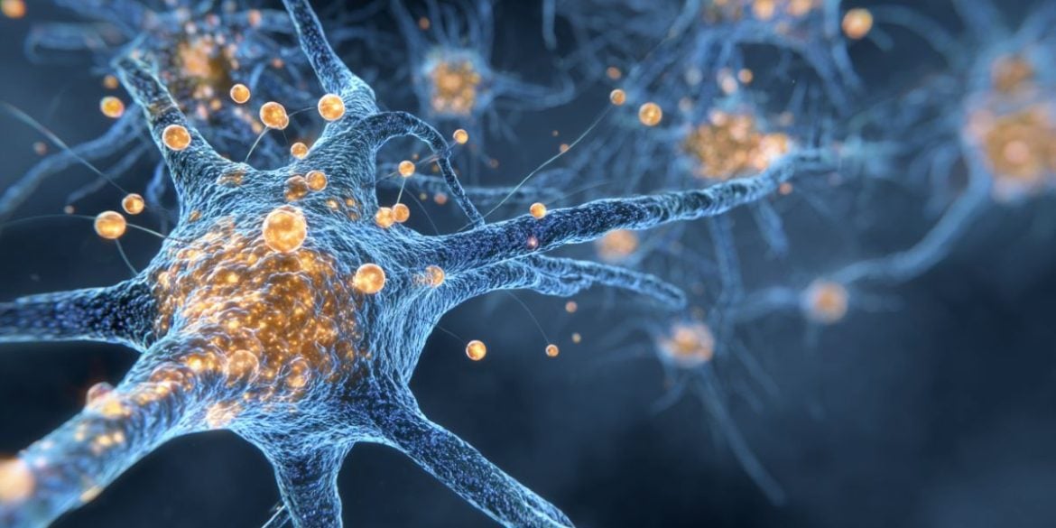 This shows a neuron.