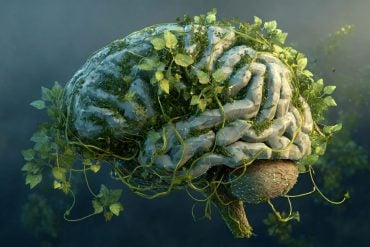 This shows a brain covered in leaves.