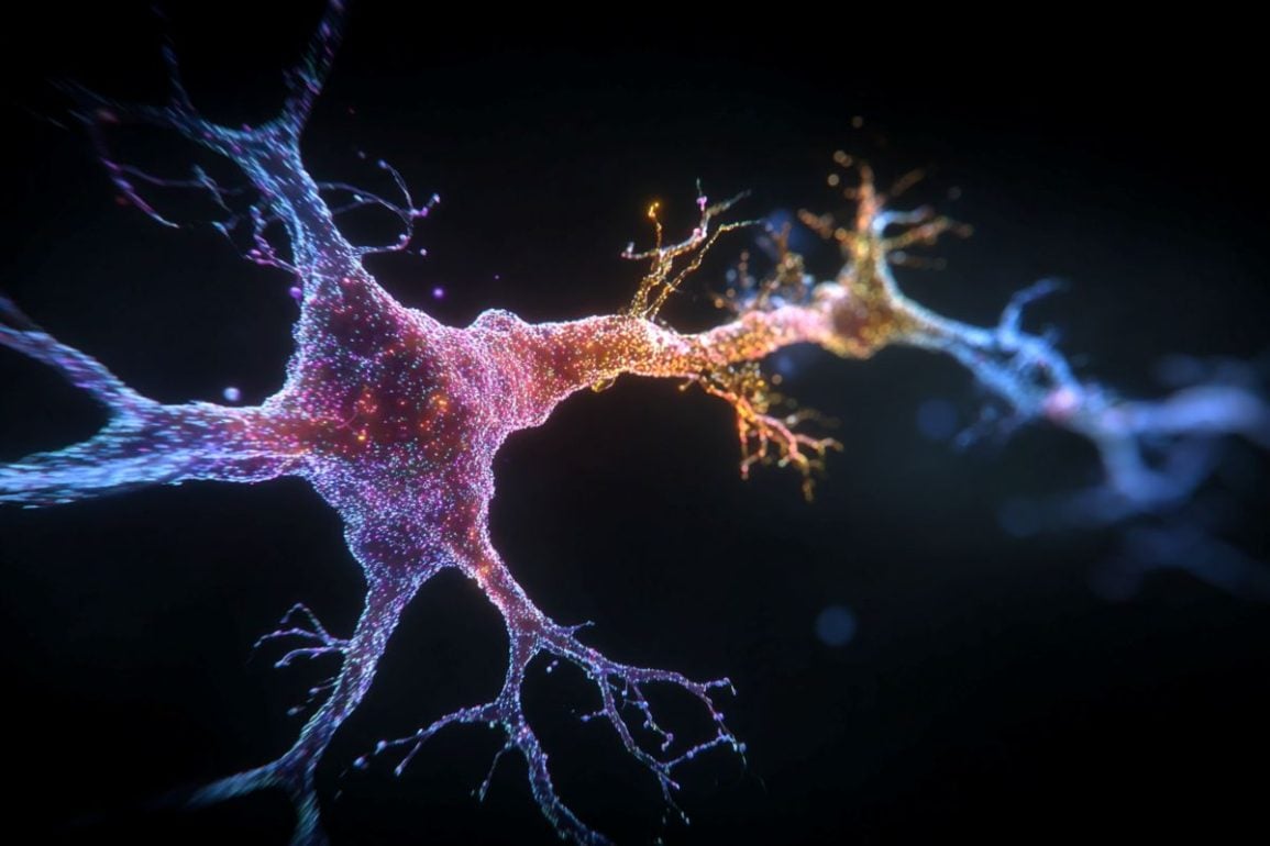 This shows a neurons.