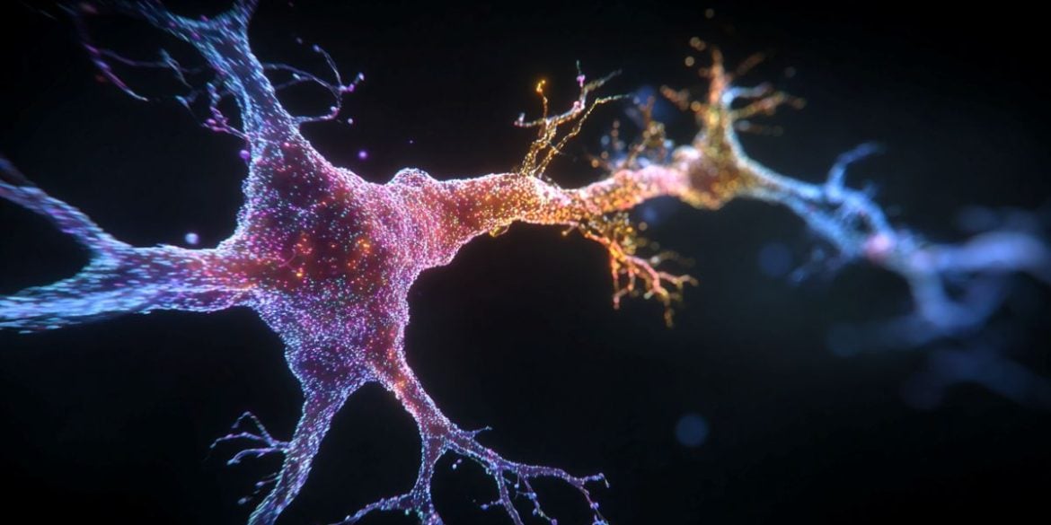 This shows a neurons.