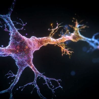 This shows a neurons.