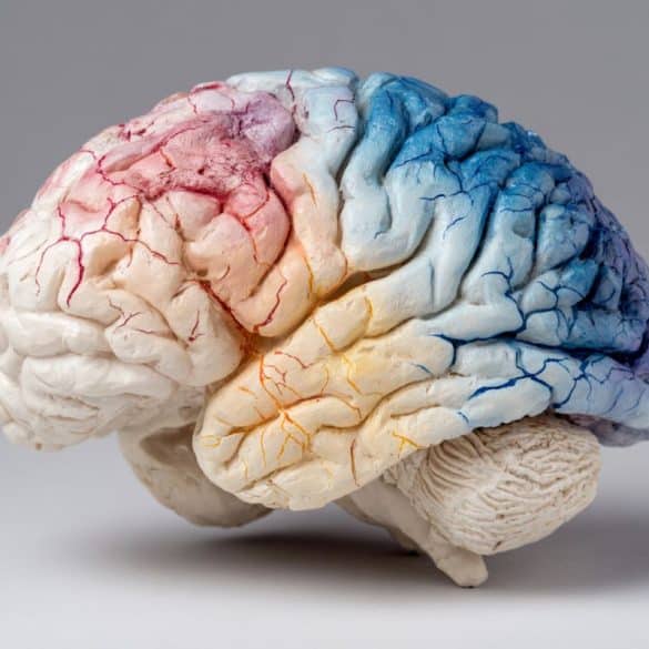 This shows a brain.