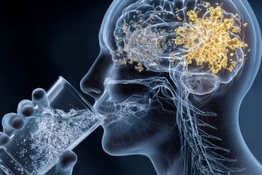 This shows the outline of a person drinking. The brain highlights the reward system.