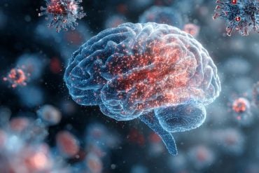 This shows a brain surrounded by viruses.