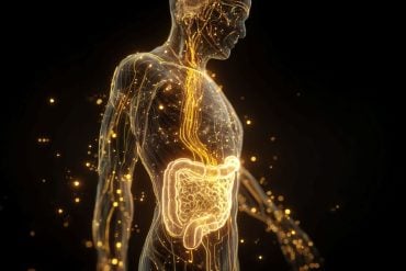 This shows the outline of a person and the gut-bran axis.