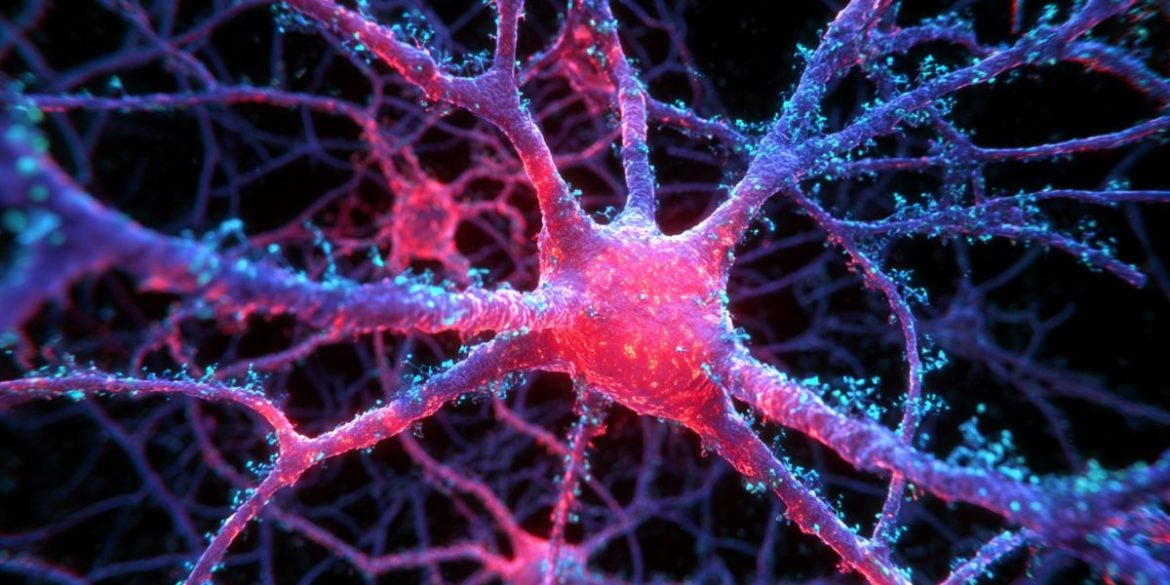 This shows neurons.