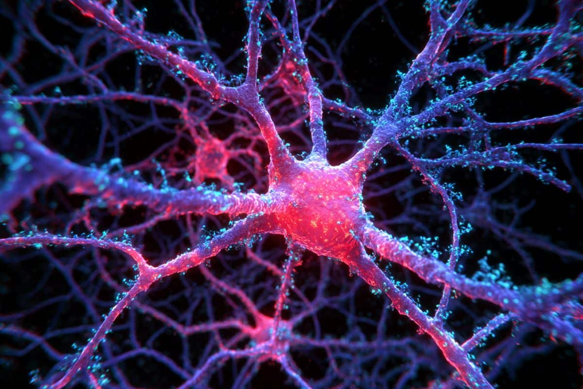 This shows neurons.
