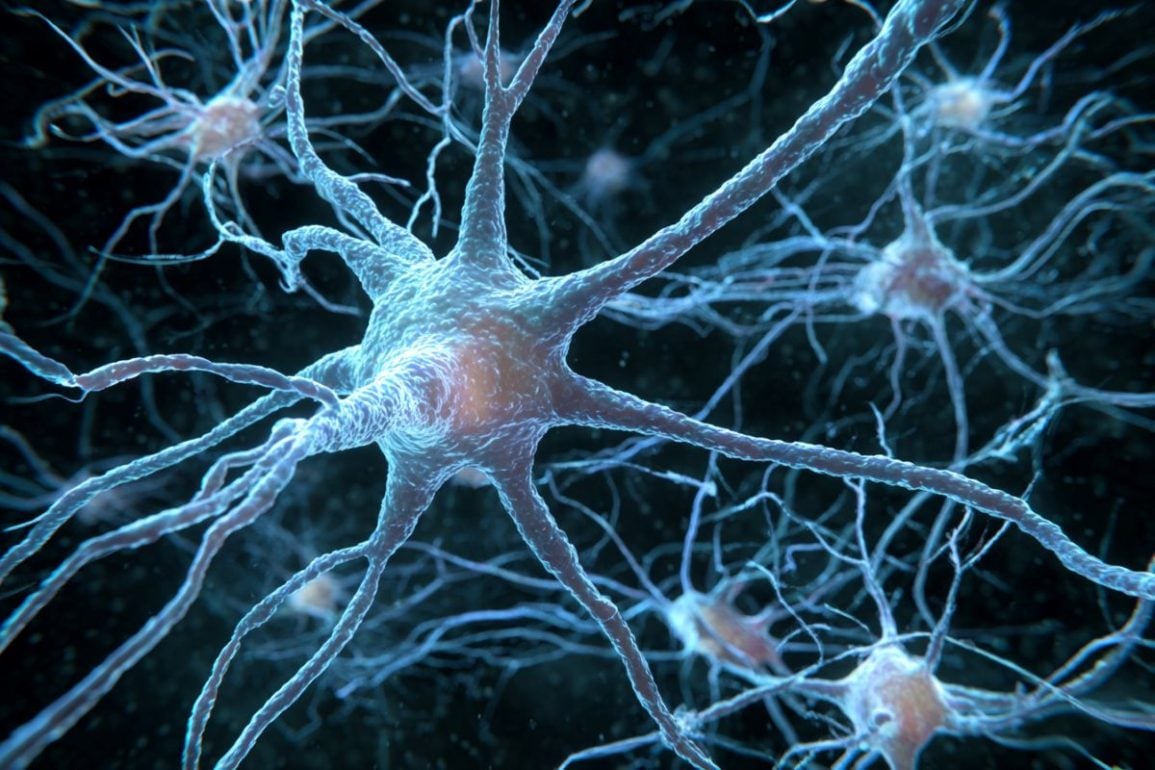 Alzheimers Risk Gene Shrinks Neurons