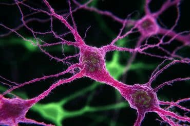 This shows neurons.