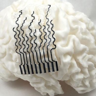 This shows a brain model with the bci on it.