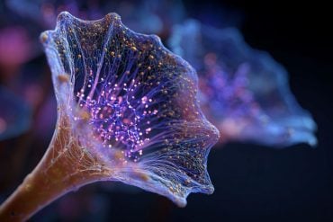 This shows an AI representation of a Stentor coeruleus organism.