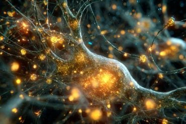 This shows a neuron.