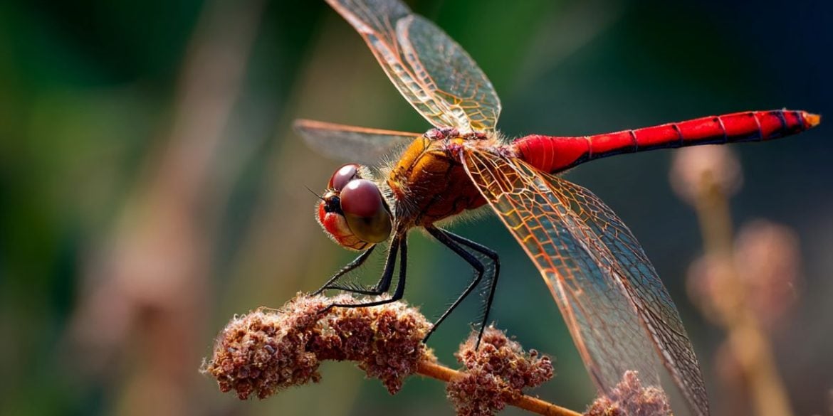 This shows a dragonfly.