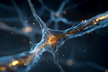 This shows a neuron.