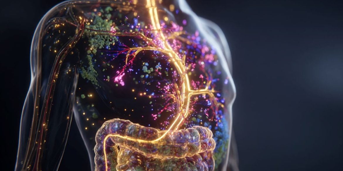 This shows the digestive tract.