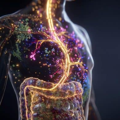 This shows the digestive tract.