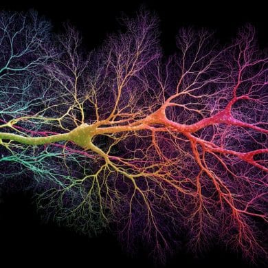 This shows neurons.