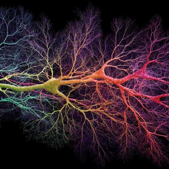 This shows neurons.