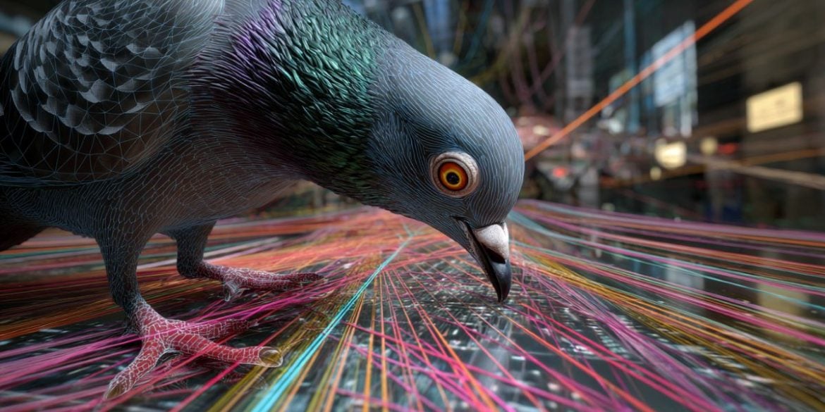 This shows a pigeon pecking at colored lines.