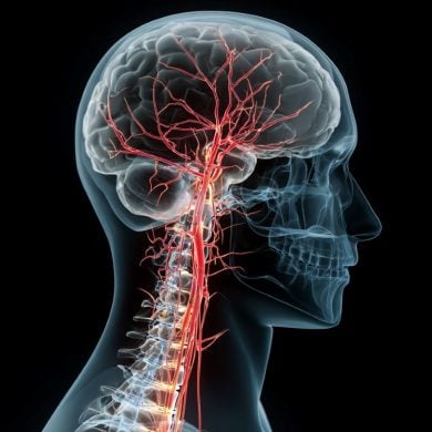 This shows a brain and a spinal cord.