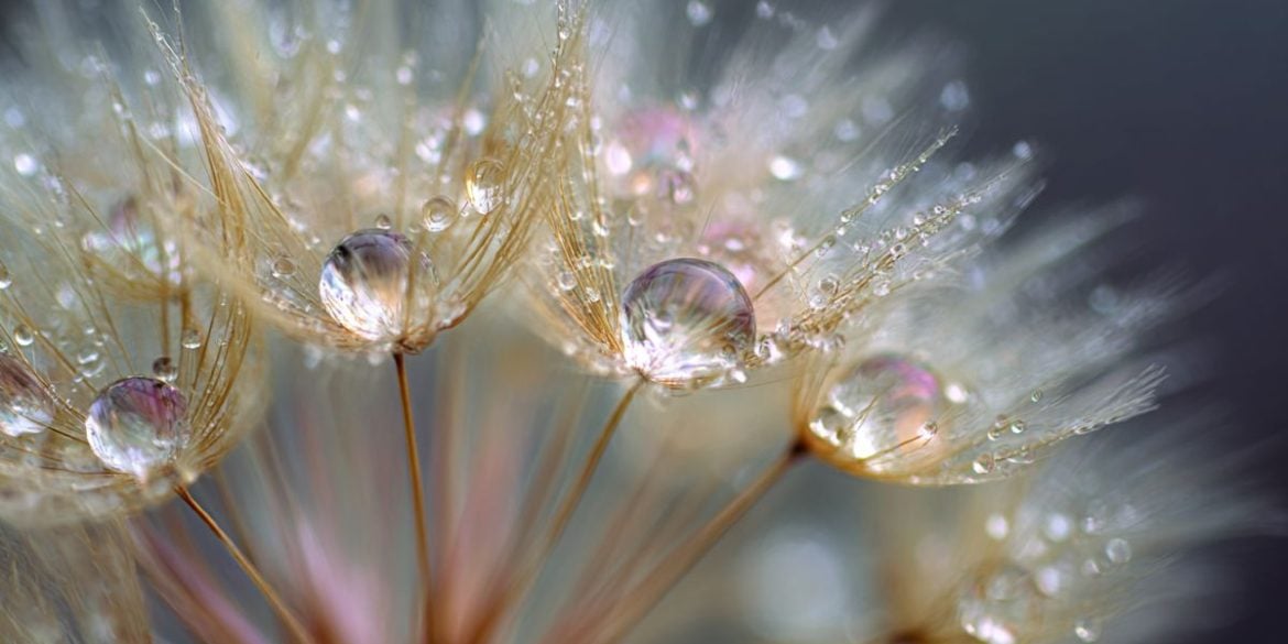 This shows raindrops on dandelion seeds.