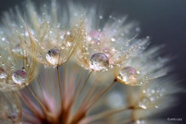 This shows raindrops on dandelion seeds.