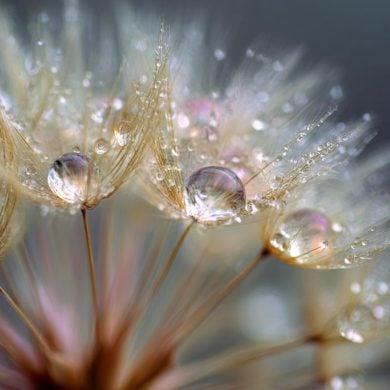 This shows raindrops on dandelion seeds.