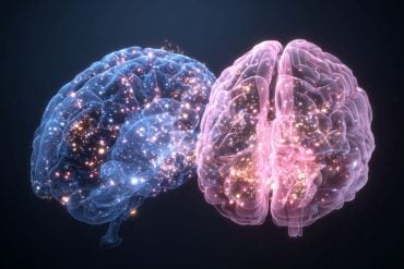 This shows a blue brain and a pink brain, representing the different sexes.