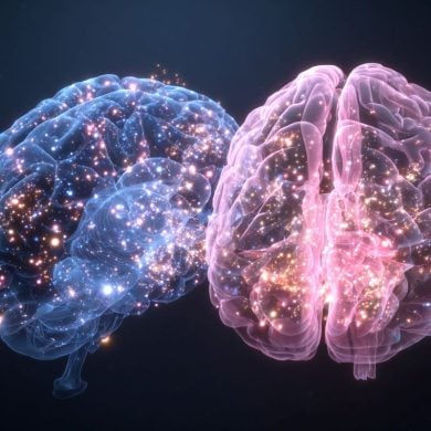 This shows a blue brain and a pink brain, representing the different sexes.