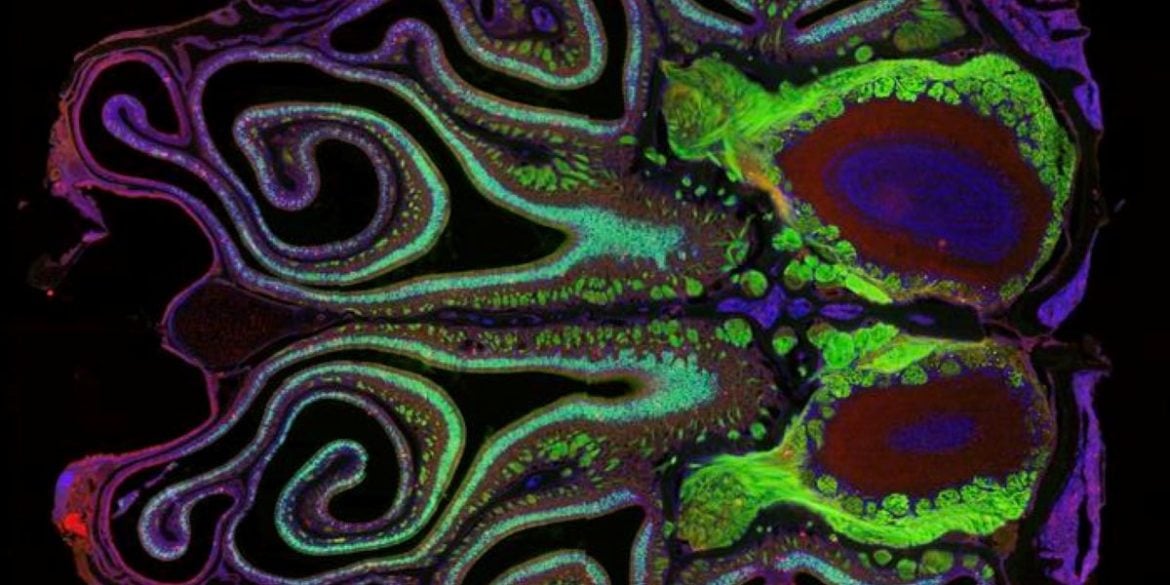 This shows a brain scan of the olfactory system in mice.