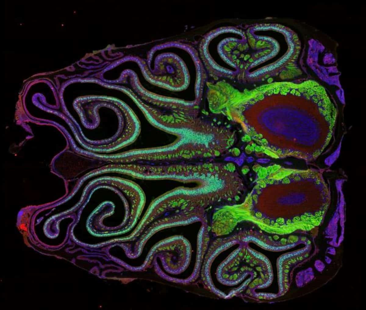 Research Finally Decodes the Brain’s Smell Map