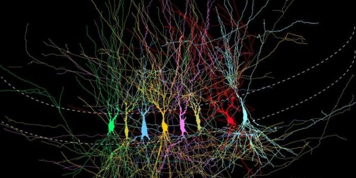 This shows hippocampal neurons.