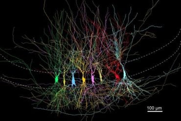 This shows hippocampal neurons.