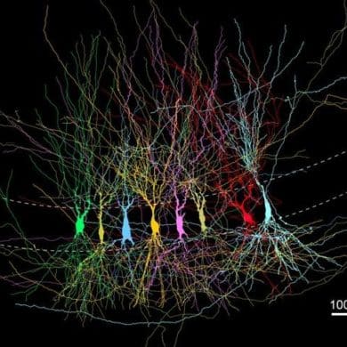 This shows hippocampal neurons.