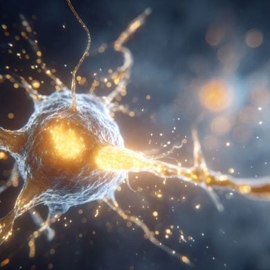 This shows a neuron.