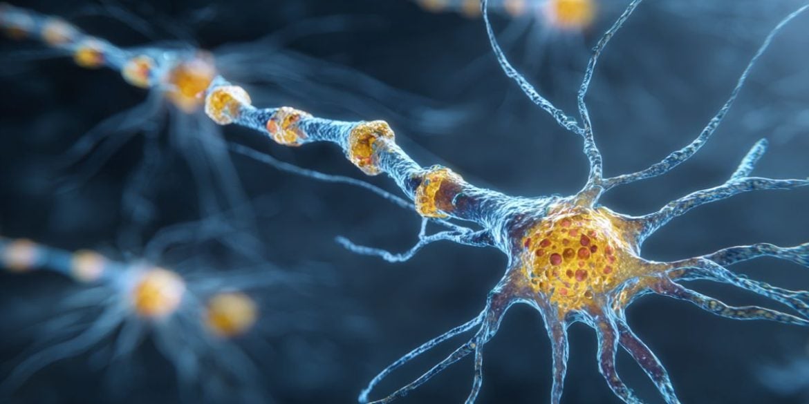 This shows neurons.