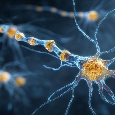 This shows neurons.