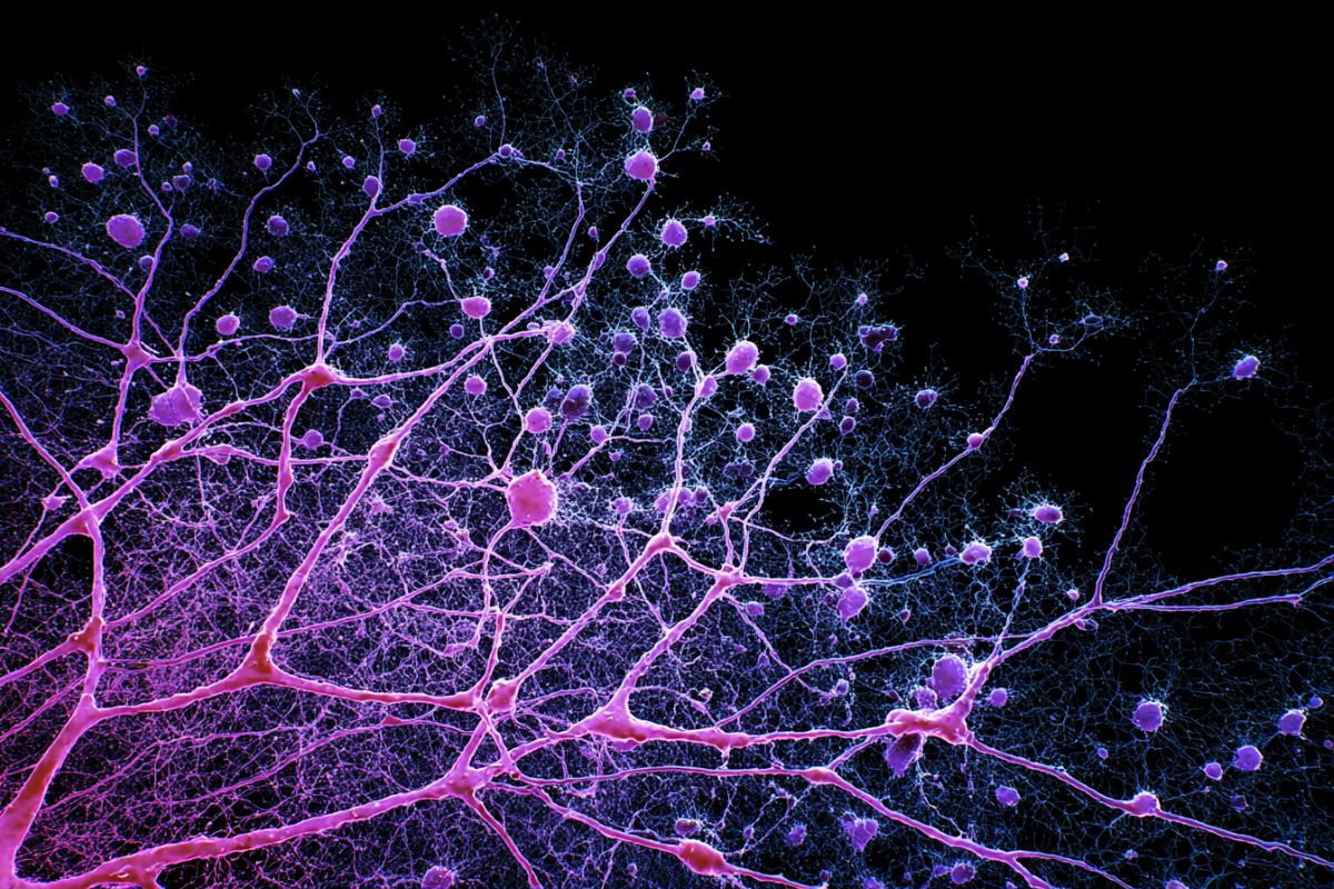 This shows neurons.