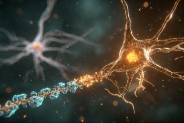 This shows a neuron.