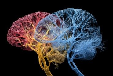 This shows two brains.