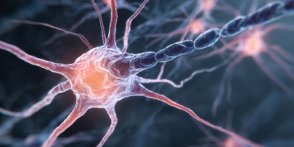 This shows neurons.