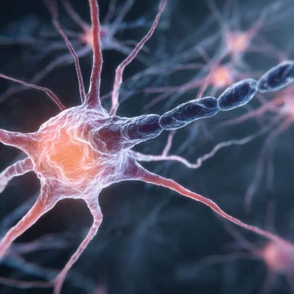 This shows neurons.