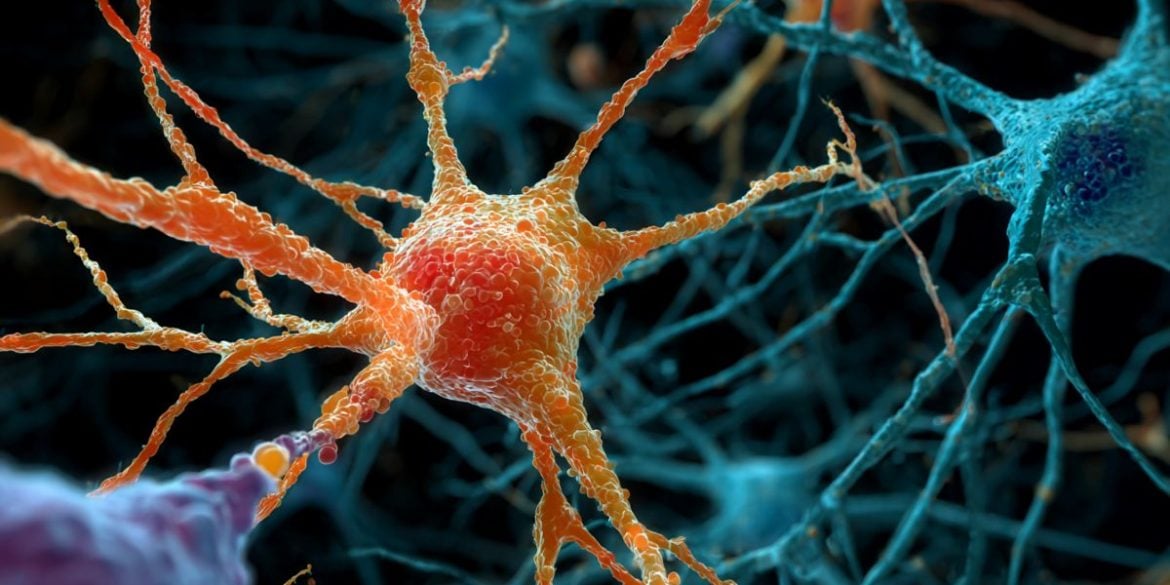 This shows neurons.