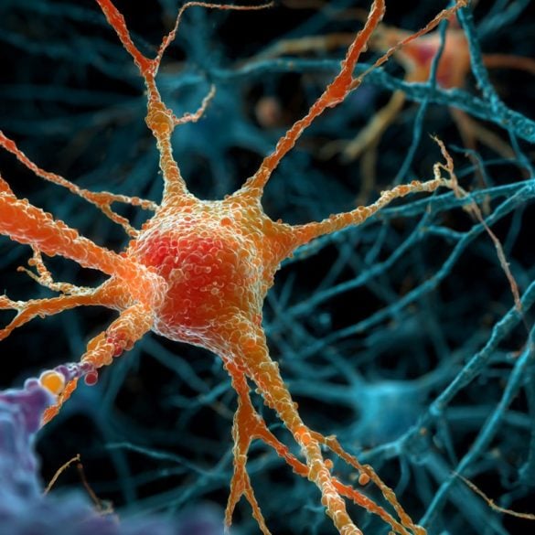 This shows neurons.