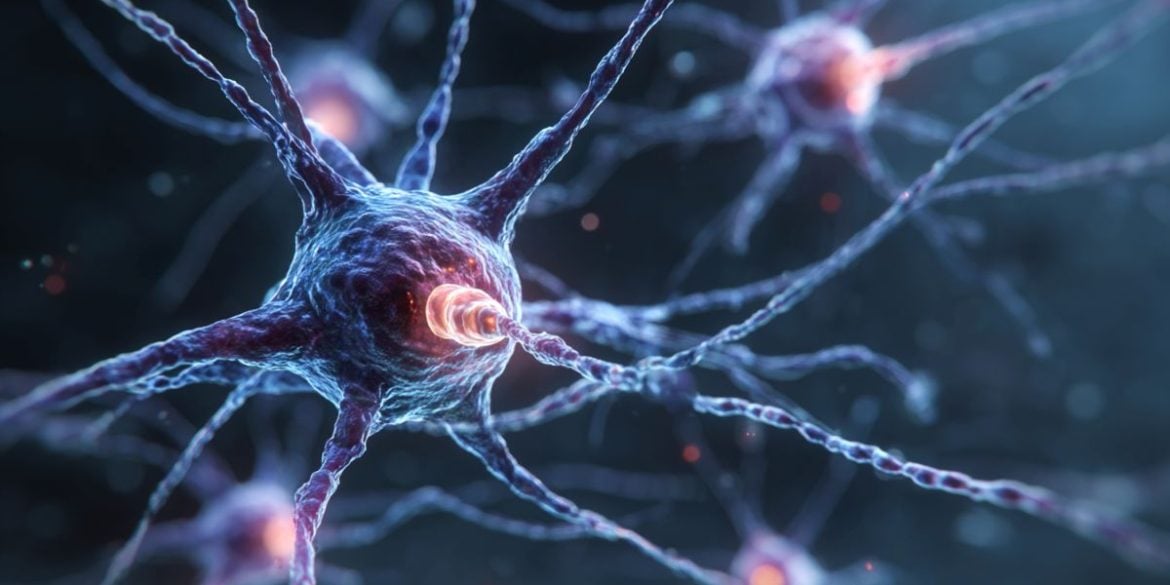 This shows a neuron.