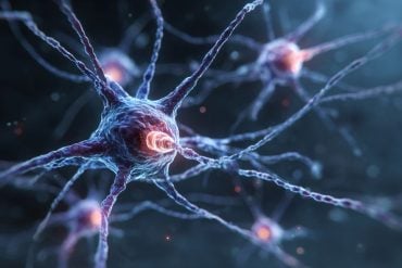 This shows a neuron.