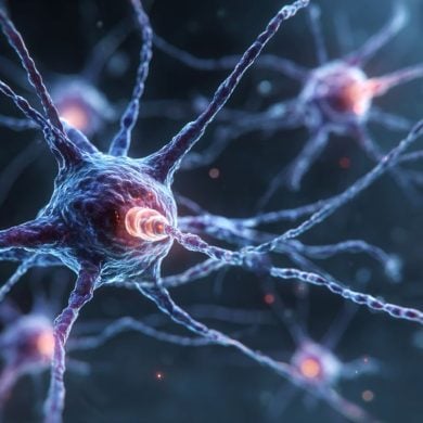 This shows a neuron.