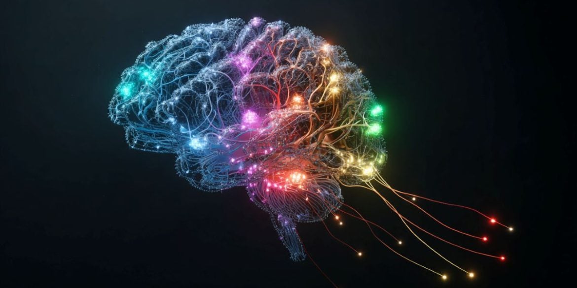 This shows a brain with different areas mapped in different colors.