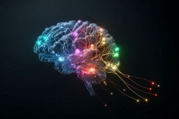 This shows a brain with different areas mapped in different colors.